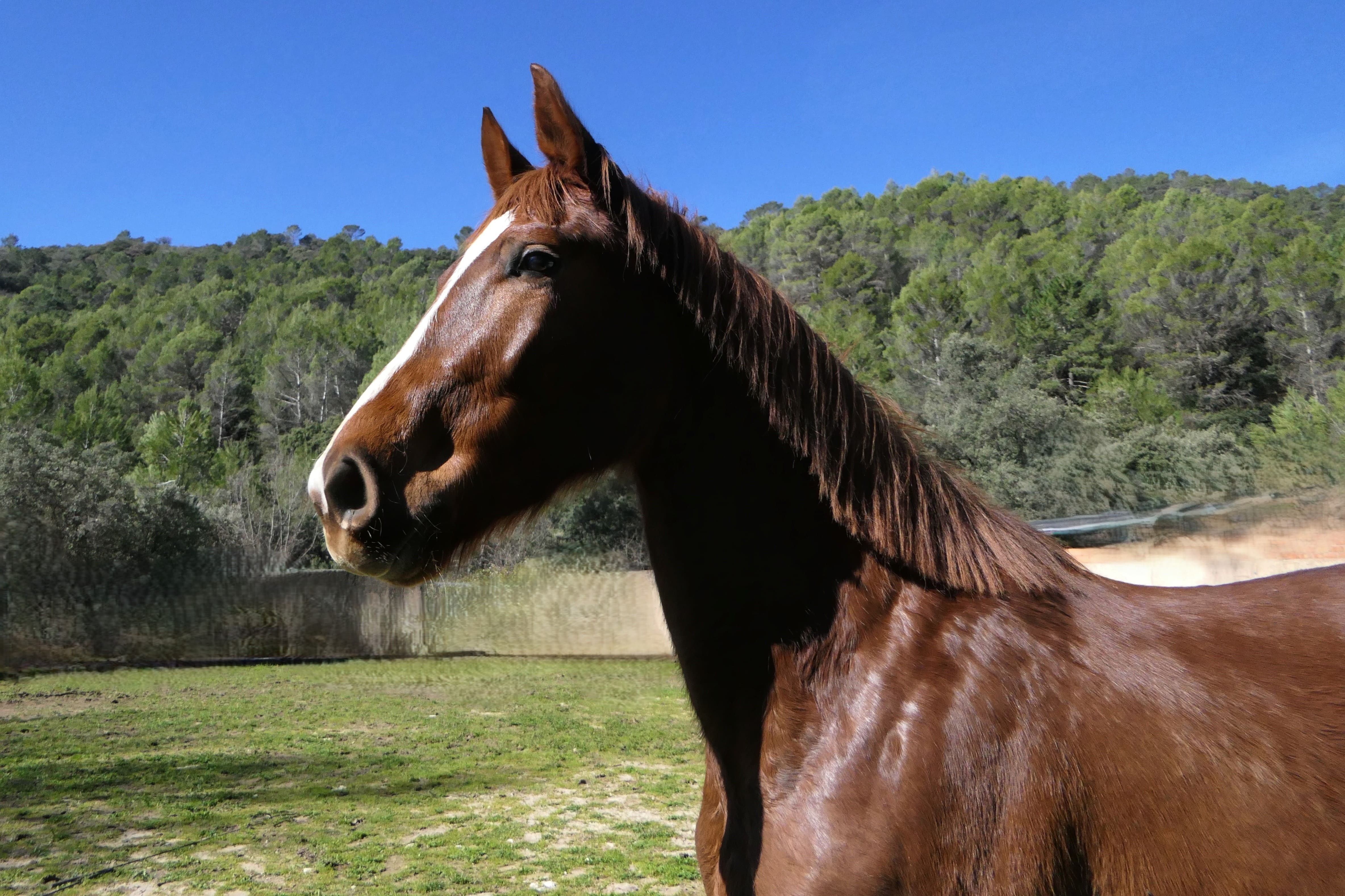 horse